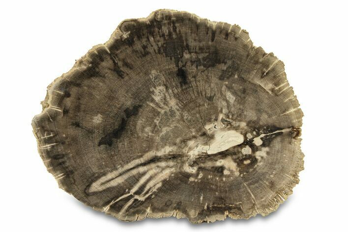 Polished Petrified Wood (Dicot) Round - Texas #289421